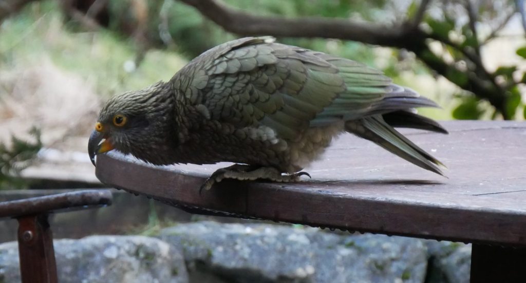 Kea - a curious and intelligent parrot from the South Island of New Zealand.